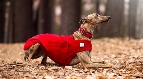 Voyagers K9 Apparel .